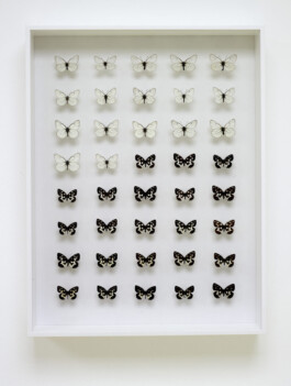 Schwarze und weiße Schmetterlinge in einem weißen Rahmen 